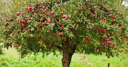 Hogyan ültessük el gyümölcsfáinkat?