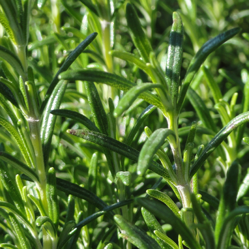 Rozmaring- Rosmarinus officinalis