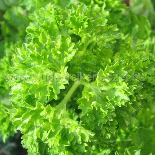  Petrezselyem- Petroselinum crispum