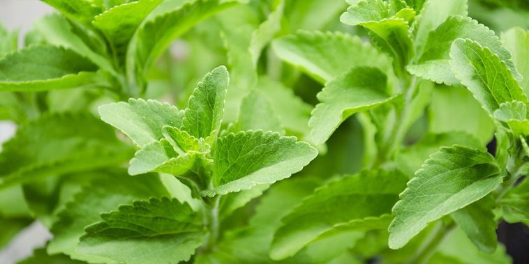 Stevia- jázminpakóca