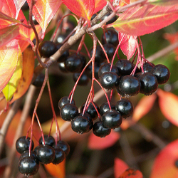 Aronia melanocarpa Hugin