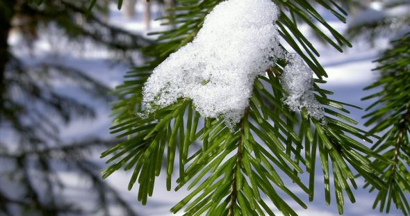 Megérkeztek a gyökeres fenyőfák! Online is rendelhetőek házhozszállítással a legszebbek!