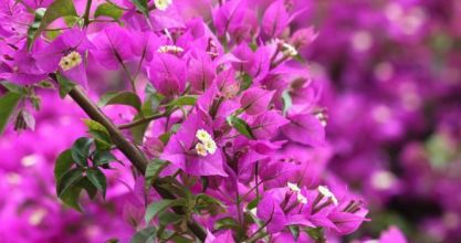 Bougainvillea teleltetése