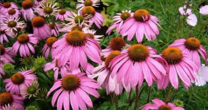 Bíbor kasvirág (Echinacea) ültetése, gondozás, érdekességek