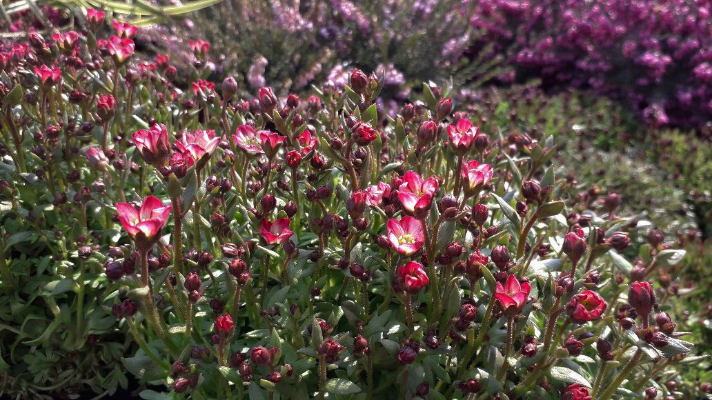 saxifraga rózsaszín