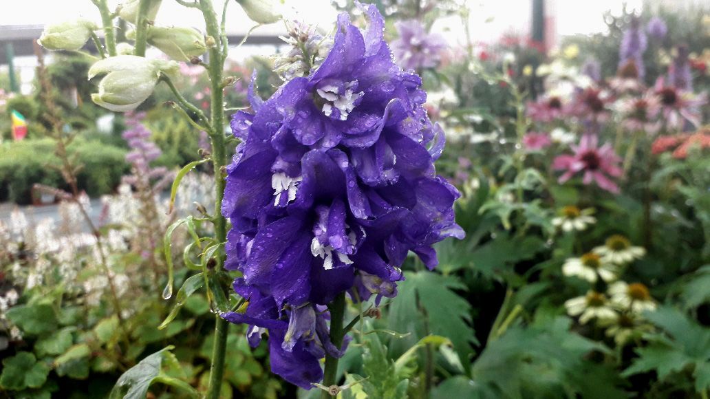 delphinium lila