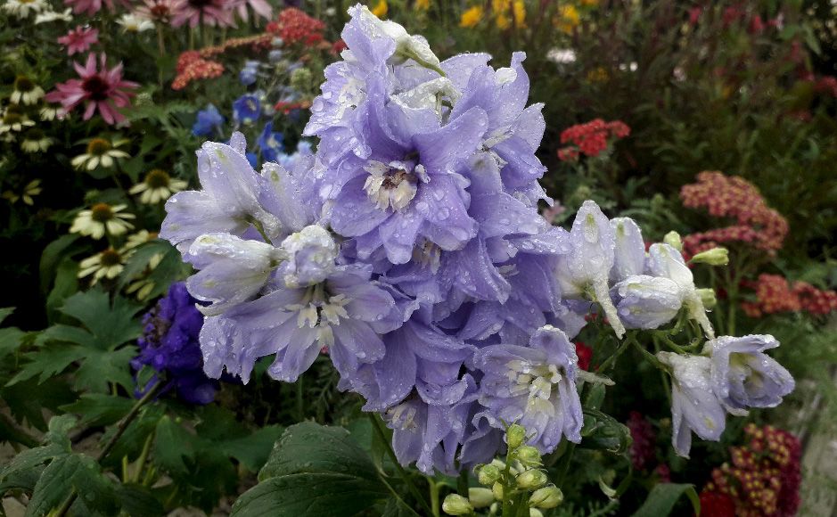 delphinium