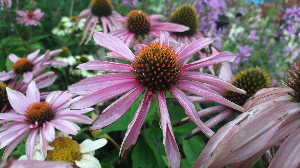 echinacea