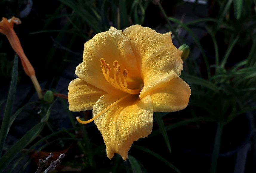 hemerocallis sarga
