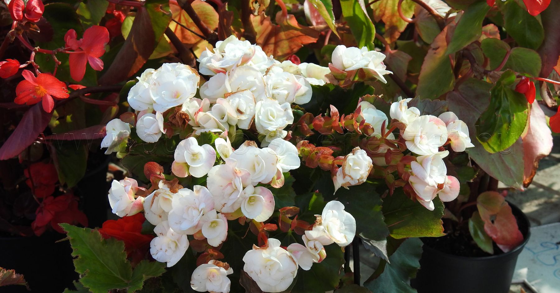 begonia gumos feher vj