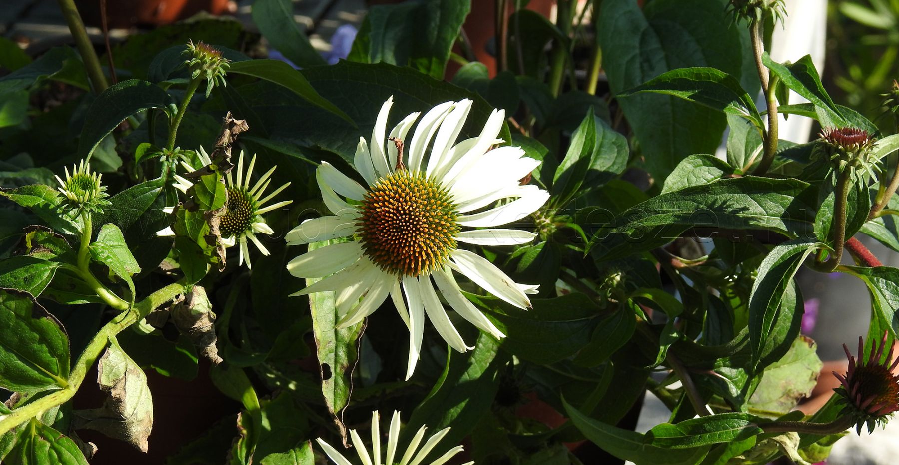 echinacea feher vj