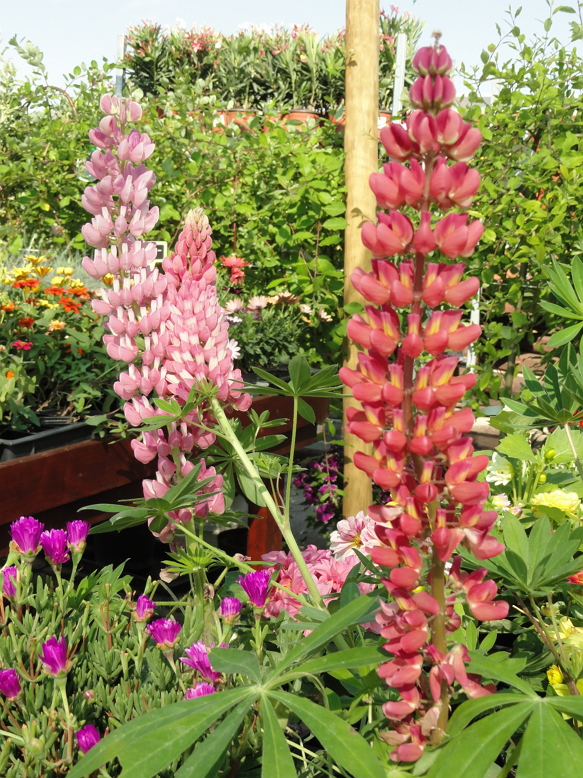 lupinus