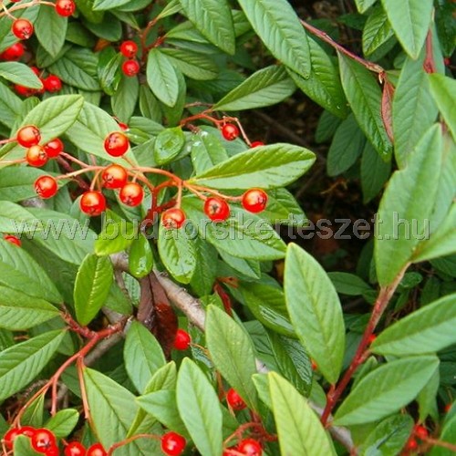 Cotoneaster 'Bella' - Kúszó madárbirs