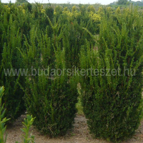 Taxus media 'Hillii' - Oszlopos tiszafa
