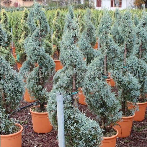Cupressus arizonica 'Glauca'- Arizóniai ciprus - formára nyírt spirál