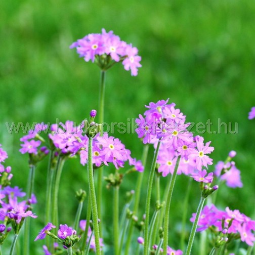 Primula 'Cortusoides Primadiente' - Uráli kankalin