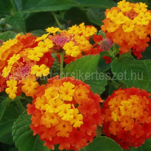 Lantana camara - Sétányrózsa
