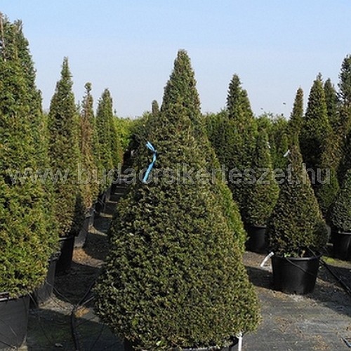 Taxus baccata - Tiszafa (kúpra nyírt)