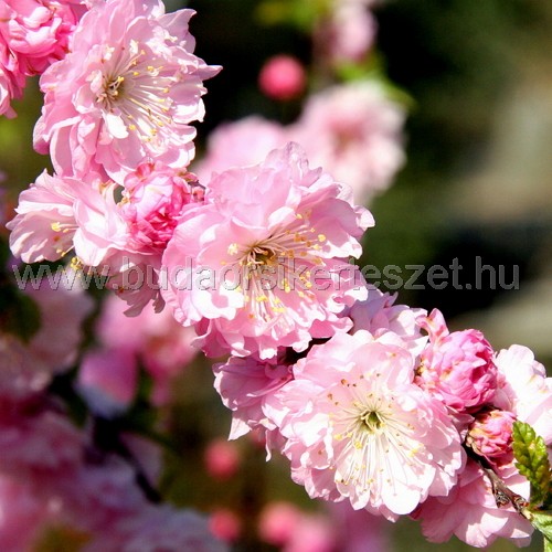 Prunus triloba 'Multiplex' - Teltvirágú babarózsa
