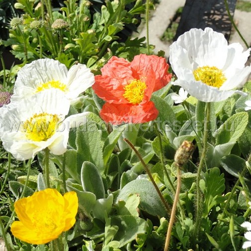 Papaver nudicaule - izlandi mák
