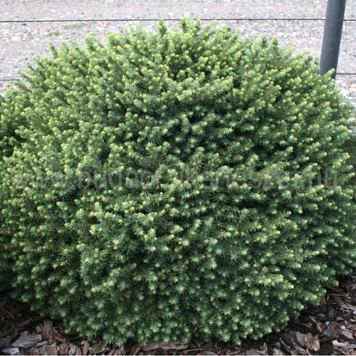 Picea omorika 'Karel' - Szerb luc