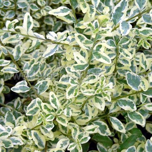Ligustrum ovalifolium 'Ligustrum ovalifolium 'Argenteum' - Tarka levelű fagyal