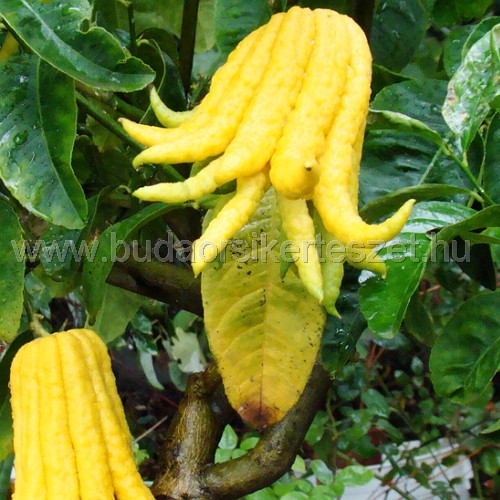 Citrus 'Mmano di Buddha' - Citromfa - Buddha keze