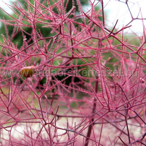 Cotinus coggygria 'Royal Purple' - cserszömörce