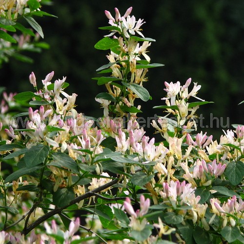  Lonicera sp. - Lonc