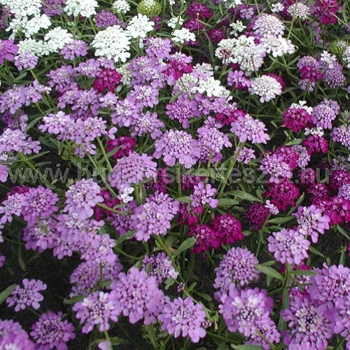 Iberis umbellata - Ernyős tatárvirág