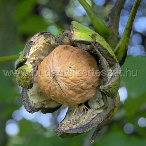 Juglans regia - dió