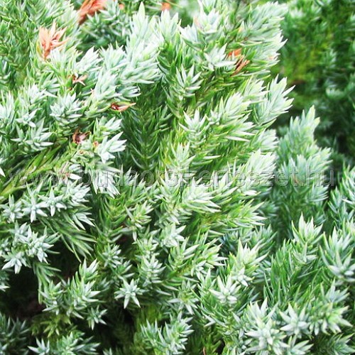 Juniperus squamata 'Meyeri'