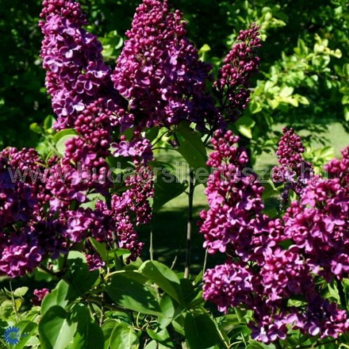 Syringa vulgaris 'Andenken an Ludvig Spaeth' - Orgona 