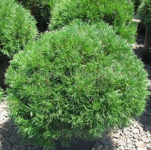 Pinus mugo var. pumilio - Havasi törpefenyő
