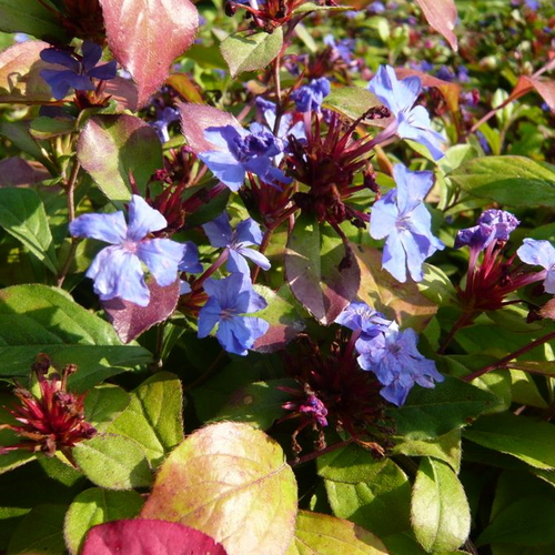 Ceratostigma plumbaginoides - Kékgyökér