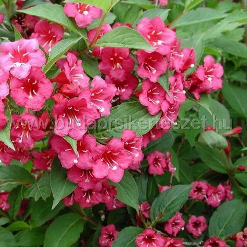 Weigela 'Bristol Ruby' - Rózsalonc