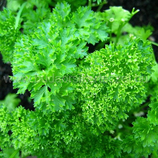 Petroselinum tuberosum- petrezselyem - mohafodrozatú