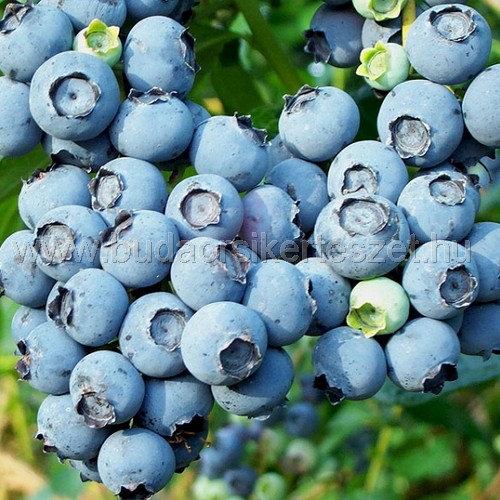 Vaccinium corymbosum - áfonya
