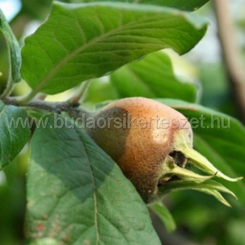 Mespilus germanica 'Szentesi Rózsa' - naspolya