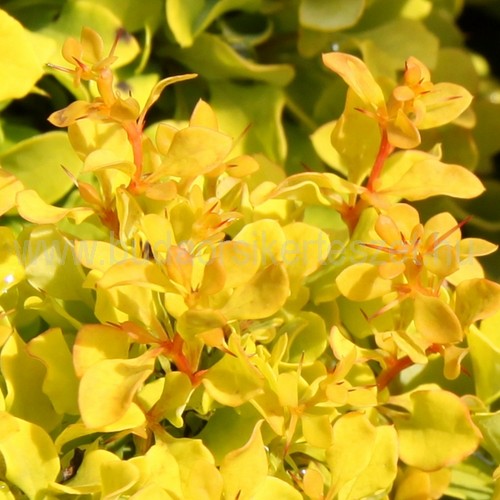 Berberis thunbergii 'Tiny Gold' - Törpe sárgalombú borbolya