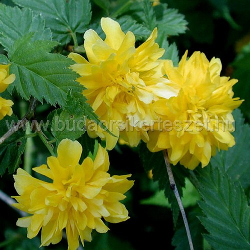 Kerria japonica 'Pleniflora' - Boglárkacserje