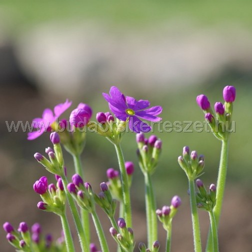 Primula 'Cortusoides Primadiente' - Uráli kankalin