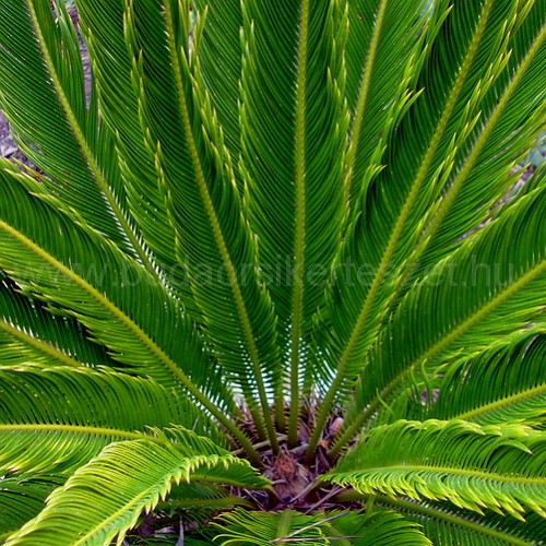 Cycas revoluta - Szágópálma - Cikász