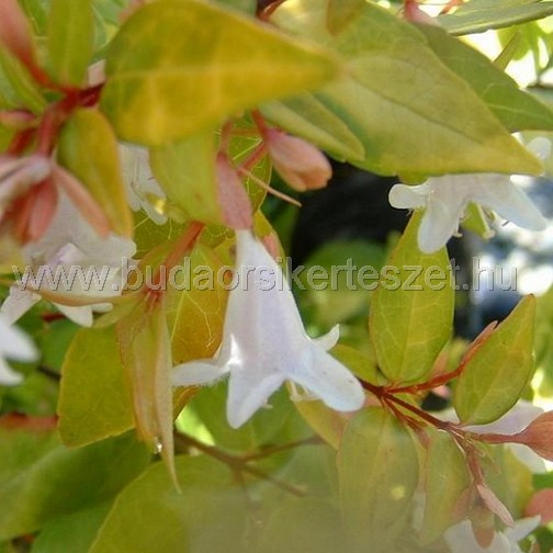 Abelia x grandiflora - nagyvirágú tárnicslonc