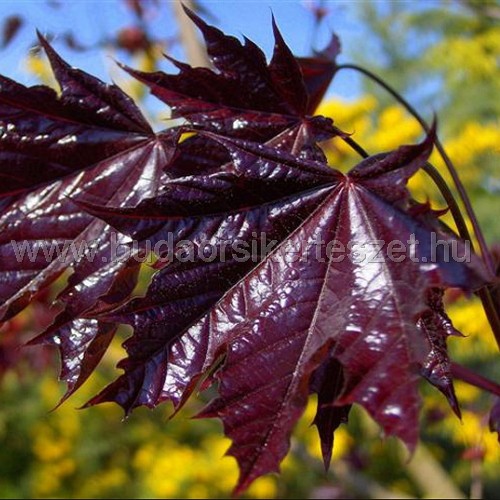 Acer platanoides 'Faassen's Black' - Vér juhar