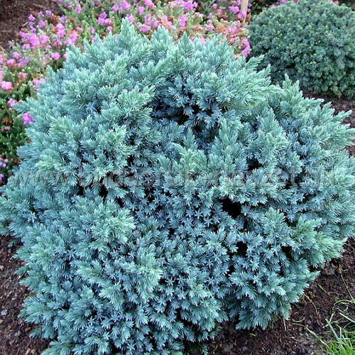 Juniperus squamata 'Blue Star' - Himalájai törpeboróka kék csillag