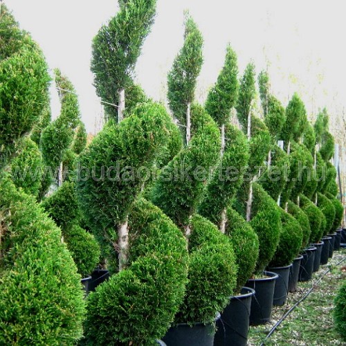 x Cupressocyparis leylandii 'Piramidalis Spiral' - Leylandi ciprus - formára nyírt
