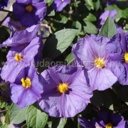 Solanum rantonettii - Encián