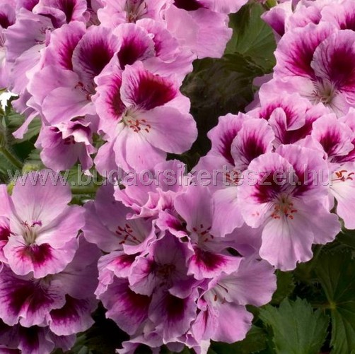 Pelargonium grandiflorum - Angol muskátli