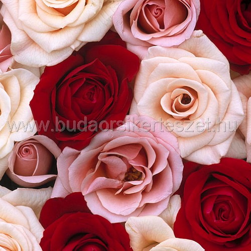 Rosa sp. - Magastörzsű rózsa